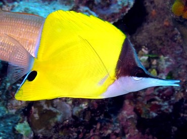 Longnose Butterflyfish - Forcipiger flavissimus - Palau