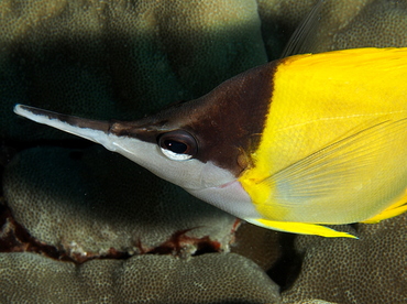 Longnose Butterflyfish - Forcipiger flavissimus - Big Island, Hawaii
