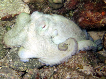 Common Octopus - Octopus vulgaris - St John, USVI