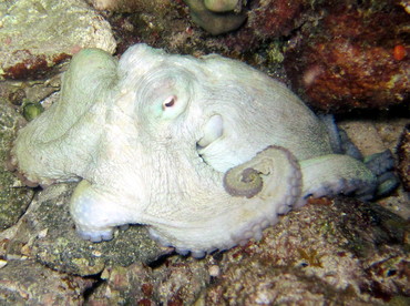 Common Octopus - Octopus vulgaris - Octopuses - - Caribbean Reefs