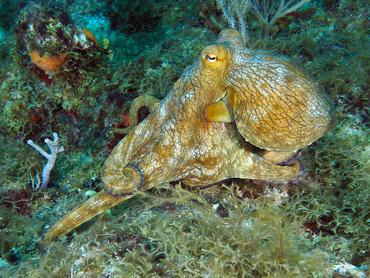 Common Octopus - Octopus vulgaris - British Virgin Islands
