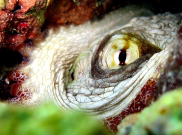 Common Octopus - Octopus vulgaris - St Thomas, USVI