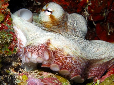 Common Octopus - Octopus vulgaris - Grand Cayman