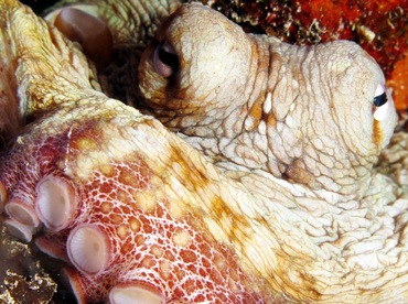 Common Octopus - Octopus vulgaris - Grand Cayman