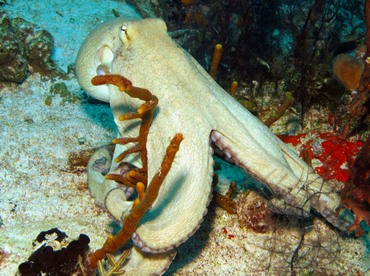 Common Octopus - Octopus vulgaris - Cozumel, Mexico