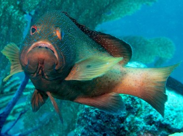 Coney - Cephalopholis fulva - Belize