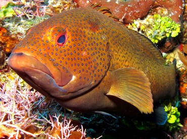 Coney - Cephalopholis fulva - Cozumel, Mexico