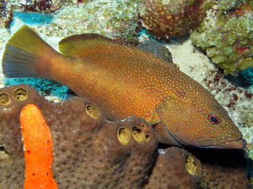 Coney - Cephalopholis fulva - Grand Cayman