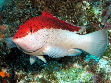 Coney - Cephalopholis fulva - Cozumel, Mexico