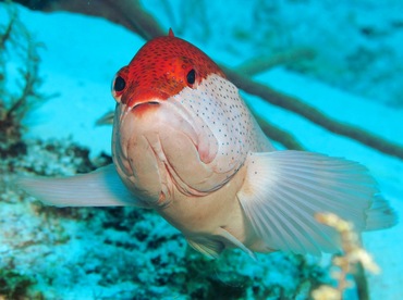 Coney - Cephalopholis fulva - Cozumel, Mexico