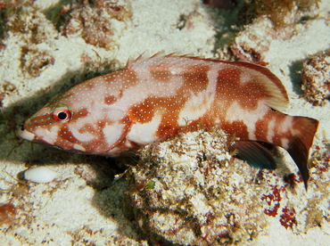 Coney - Cephalopholis fulva - Cozumel, Mexico