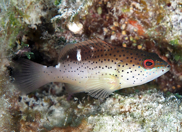 Coney - Cephalopholis fulva - Turks and Caicos