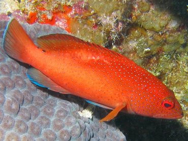 Coney - Cephalopholis fulva - Turks and Caicos