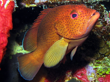 Coney - Cephalopholis fulva - Grand Cayman