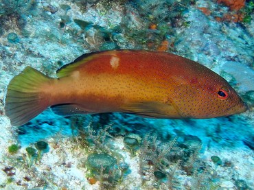 Coney - Cephalopholis fulva - Cozumel, Mexico