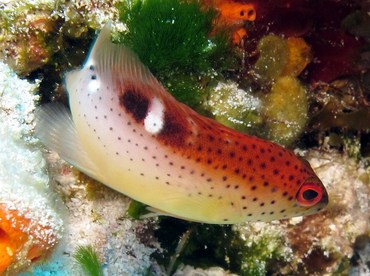 Coney - Cephalopholis fulva - Cozumel, Mexico