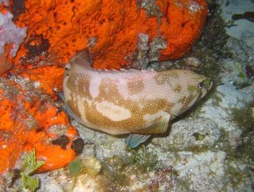 Coney - Cephalopholis fulva - Cozumel, Mexico