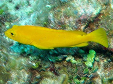 Coney - Cephalopholis fulva - Belize