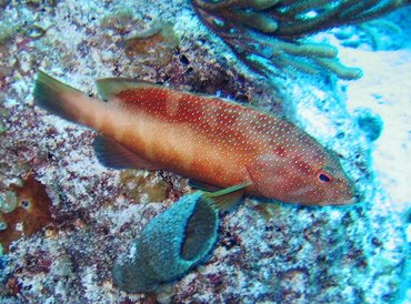 Coney - Cephalopholis fulva - Turks and Caicos