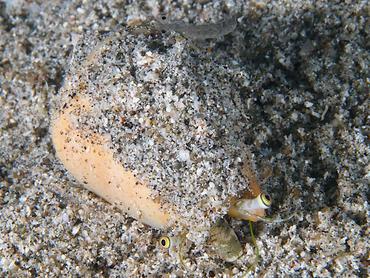 Strawberry Conch - Conomurex luhuanus - Komodo, Indonesia