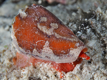 Golden Cone - Conus aurantius - Bonaire