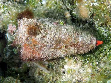 Carrot Cone - Conus daucus - Turks and Caicos