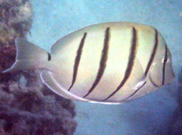 Convict Tang - Acanthurus triostegus - Big Island, Hawaii