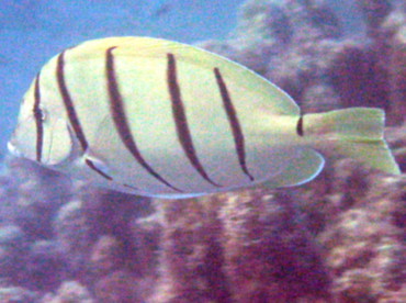 Convict Tang - Acanthurus triostegus - Big Island, Hawaii