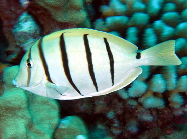 Convict Tang - Acanthurus triostegus - Big Island, Hawaii