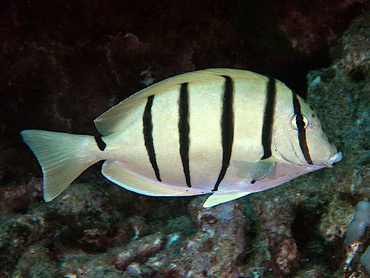 Convict Tang - Acanthurus triostegus - Lanai, Hawaii