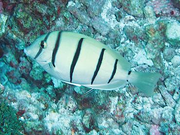 Convict Tang - Acanthurus triostegus - Rangiroa, French Polynesia