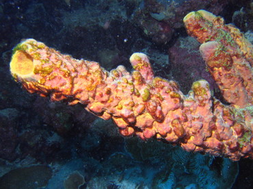 Convoluted Barrel Sponge - Aplysina lacunosa - Bonaire
