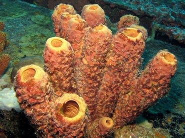 Convoluted Barrel Sponge - Aplysina lacunosa - Bonaire