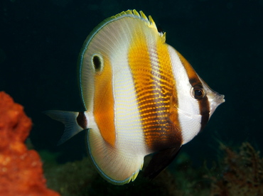 Orange-Banded Coralfish - Coradion chrysozonus - Lembeh Strait, Indonesia