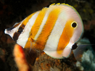 Orange-Banded Coralfish - Coradion chrysozonus - Lembeh Strait, Indonesia
