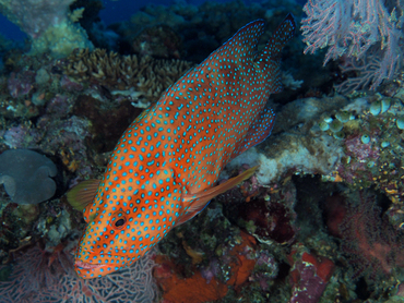 Coral Grouper - Cephalopholis miniata - Great Barrier Reef, Australia