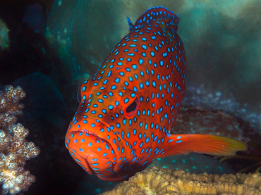 Coral Grouper - Cephalopholis miniata - Great Barrier Reef, Australia