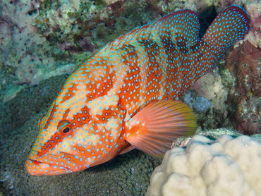 Coral Grouper - Cephalopholis miniata - Great Barrier Reef, Australia