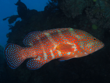 Coral Grouper - Cephalopholis miniata - Great Barrier Reef, Australia