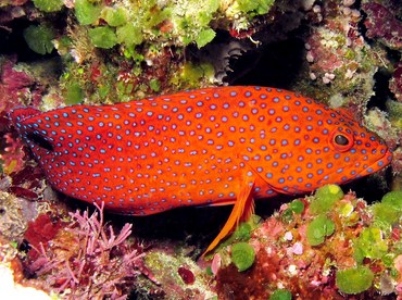 Coral Grouper - Cephalopholis miniata - Yap, Micronesia