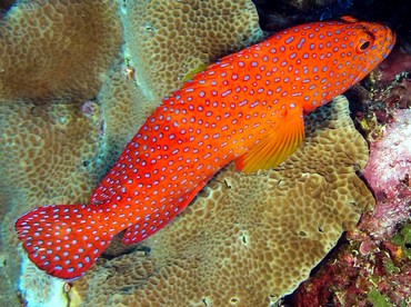 Coral Grouper - Cephalopholis miniata - Yap, Micronesia