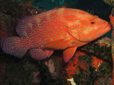 Coral Grouper - Cephalopholis miniata - Dumaguete, Philippines