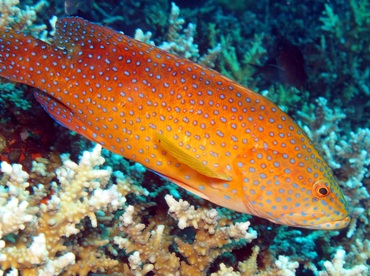 Coral Grouper - Cephalopholis miniata - Dumaguete, Philippines