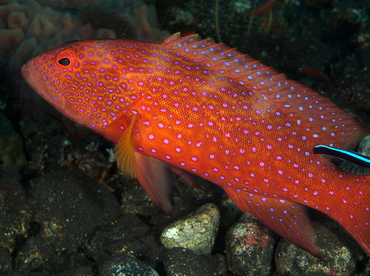 Coral Grouper - Cephalopholis miniata - Bali, Indonesia