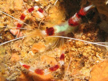 Banded Coral Shrimp - Stenopus hispidus - Roatan, Honduras