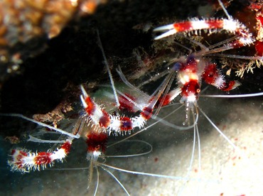 Banded Coral Shrimp - Stenopus hispidus - Palau