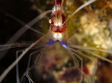 Banded Coral Shrimp - Stenopus hispidus - Cozumel, Mexico