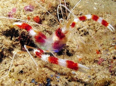 Banded Coral Shrimp - Stenopus hispidus - Maui, Hawaii