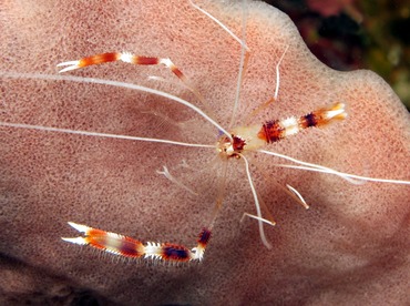 Banded Coral Shrimp - Stenopus hispidus - Cozumel, Mexico