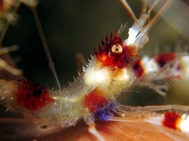 Banded Coral Shrimp - Stenopus hispidus - Cozumel, Mexico